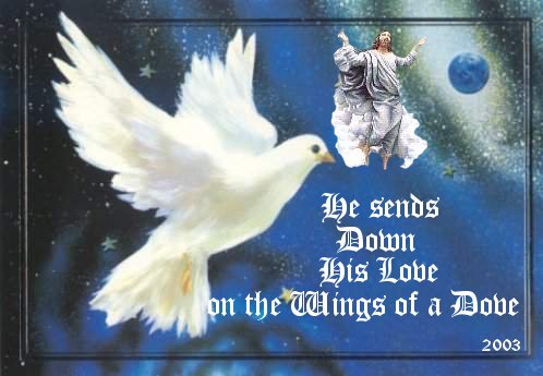 whitedove77.jpg