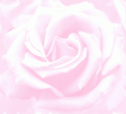 bkpinkrose.gif