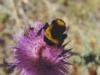 bumbleflower.JPG
