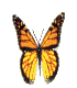 butfly.gif