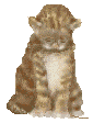 cat-mouse.gif