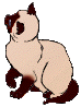 catsiam.gif
