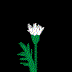 daisy.gif