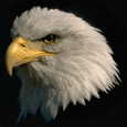 eagle-head.gif