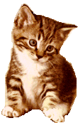 kitten1.gif