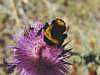 bumbleflower.JPG