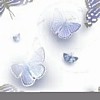 butterflybk.gif