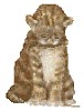 cat-mouse.gif