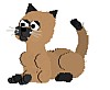 cat-simo.gif