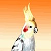 cockiteil.gif