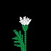 daisy.gif