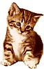 kitten1.gif