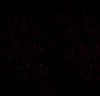 redstarbk.gif